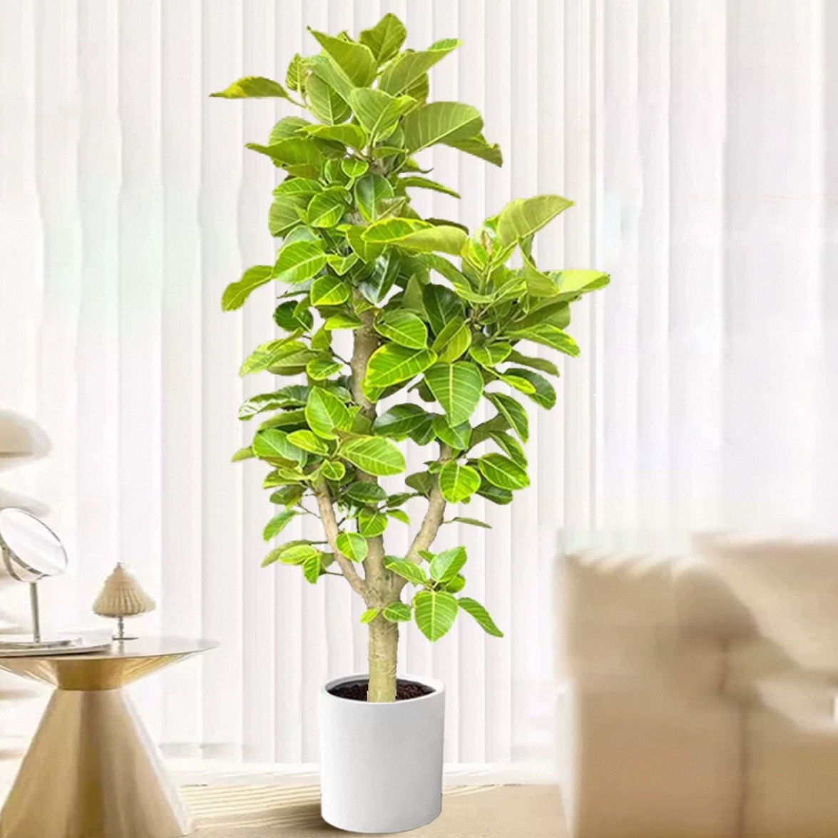 黄金榕客厅绿植室内大盆栽高级感