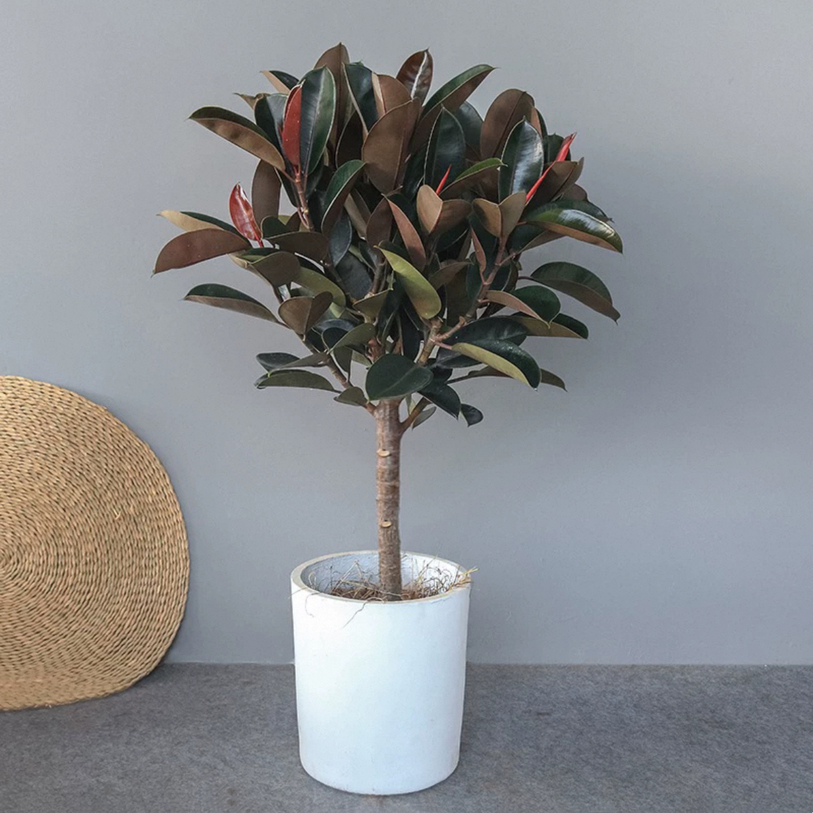 大号绿植棒棒糖黑金刚棒棒糖橡皮