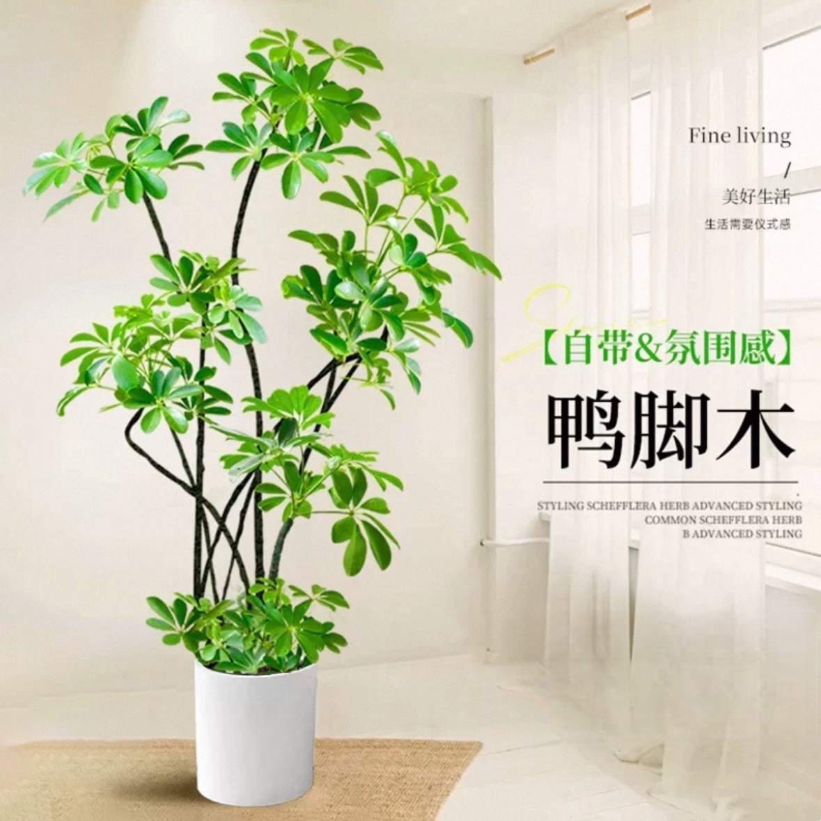 网红鸭脚木客厅绿植高级感八方来