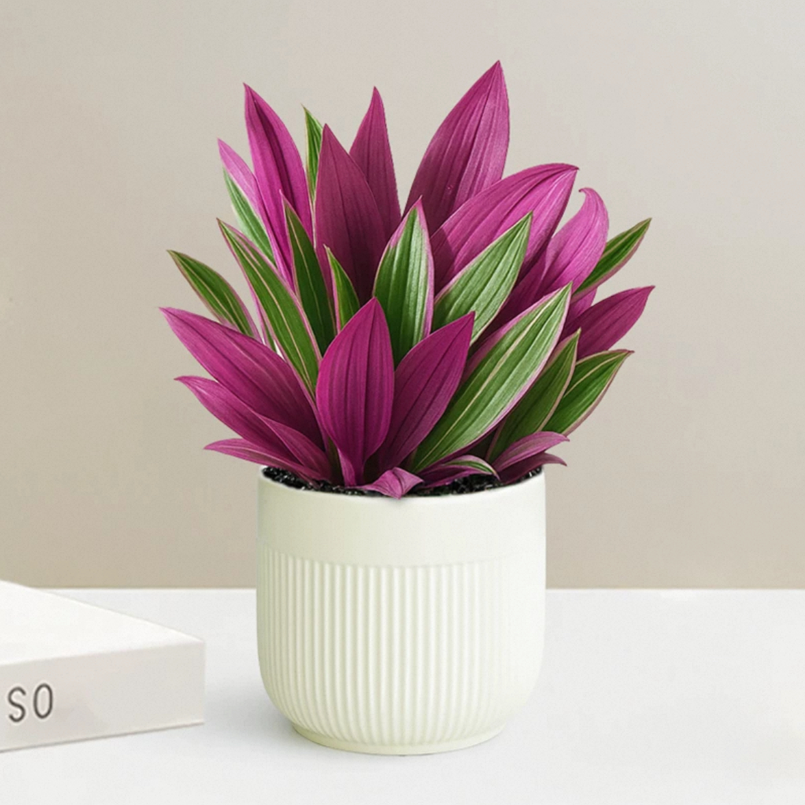 紫露兰植物盆栽婚礼油画植物盆栽吊兰花卉彩色叶子花卉网红植物花卉送朋友好看好养好活