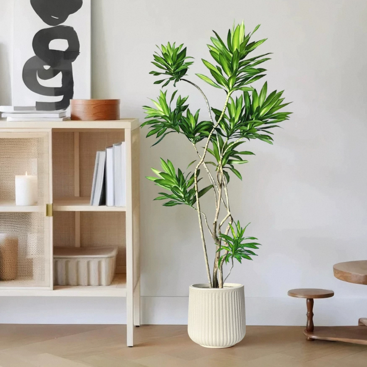 金心百合竹老桩大盆栽室内好养植