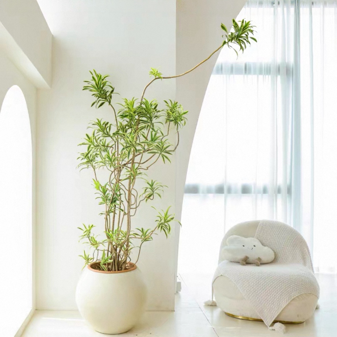 金边百合竹盆栽客厅绿植百合竹真