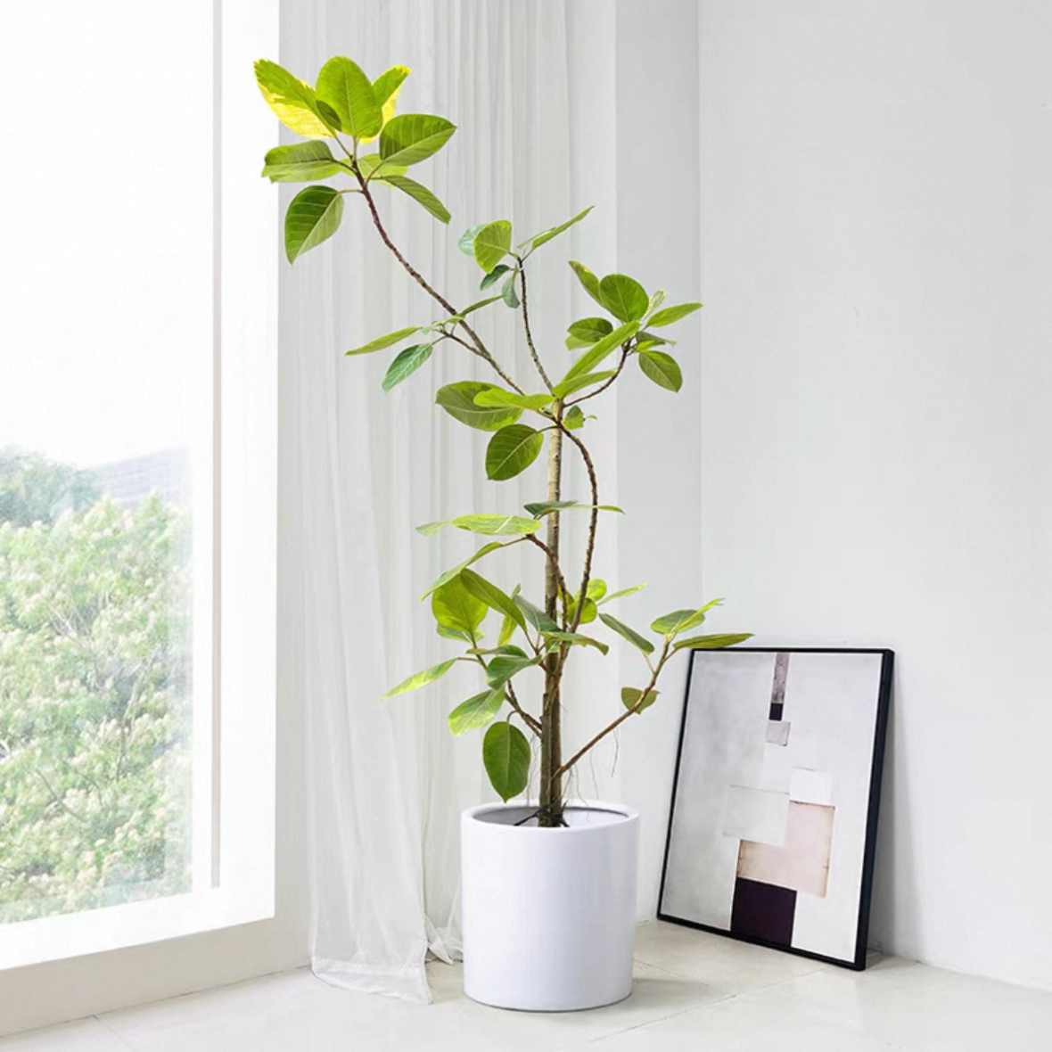 造型富贵黄金榕原生老桩客厅大型