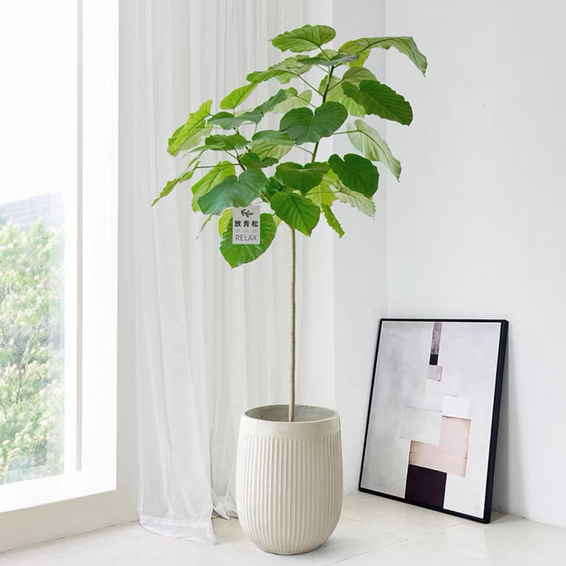 爱心榕盆栽大绿植阔叶心叶榕室内