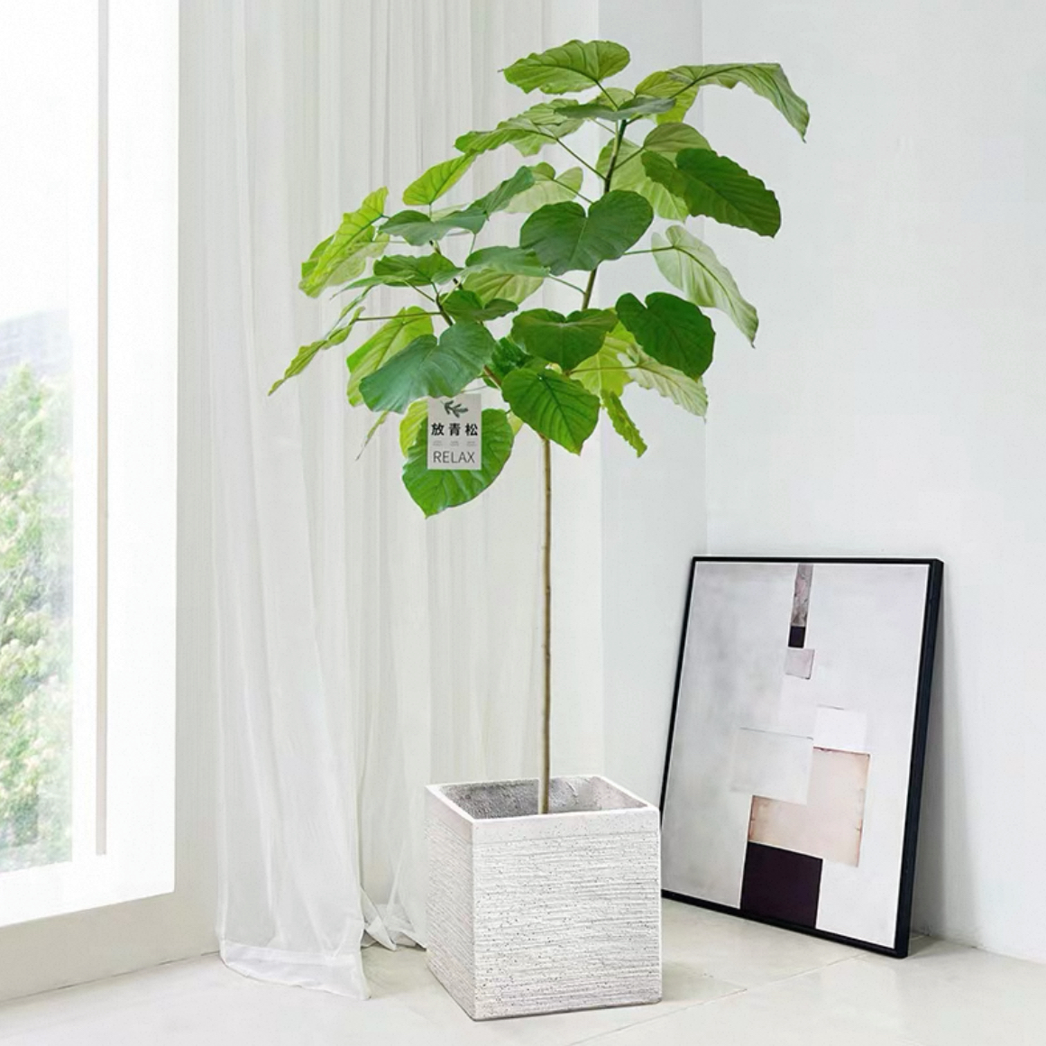 爱心榕盆栽大绿植阔叶心叶榕室内