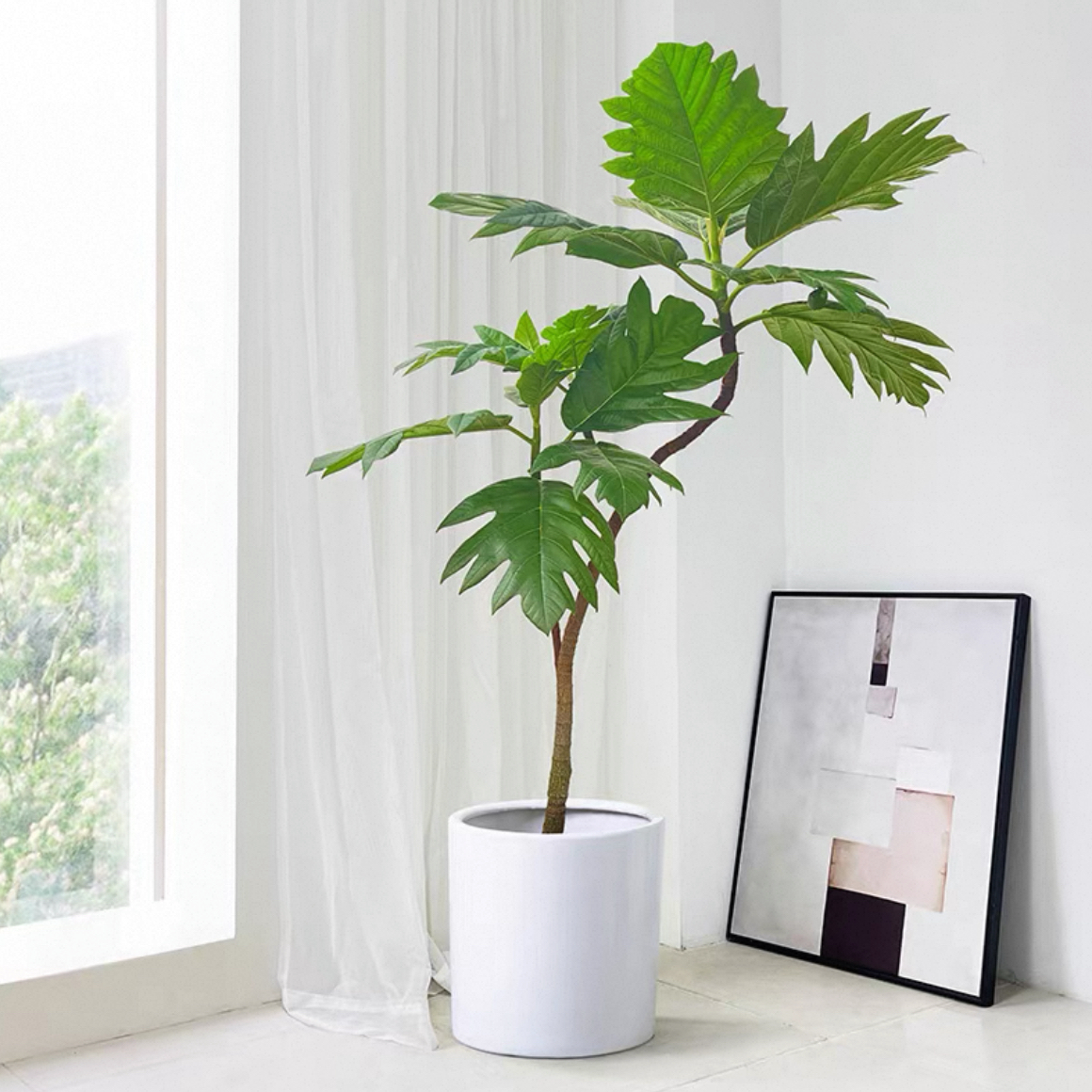 面包树盆栽室内大型绿植客厅植物