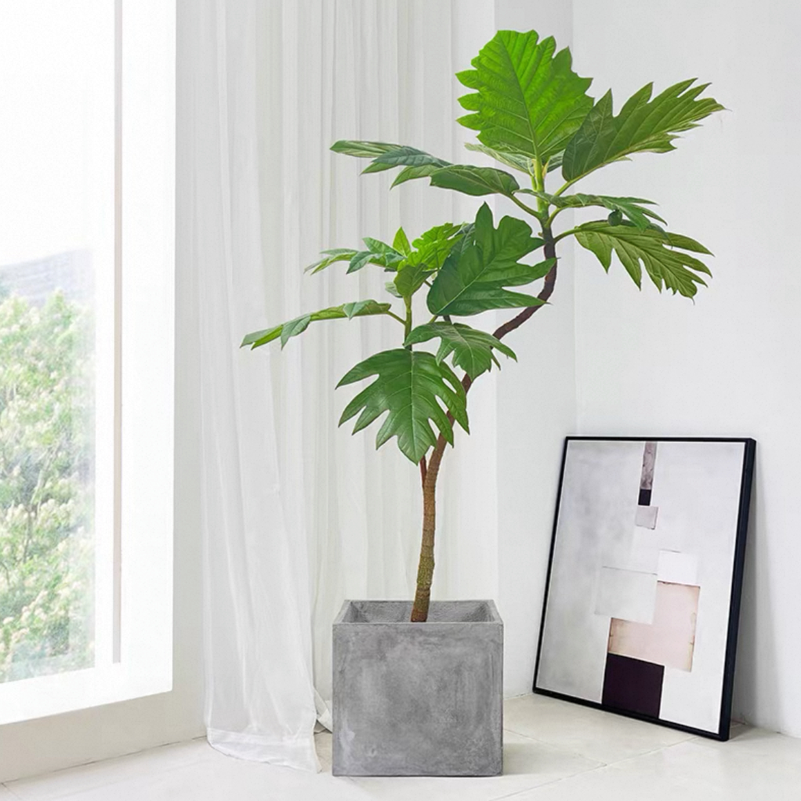 面包树盆栽室内大型绿植客厅植物