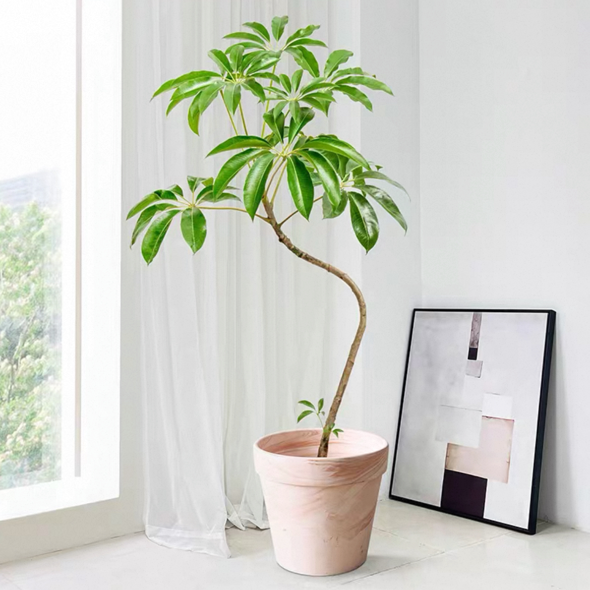 日本大叶伞保罗老桩绿植室内大植