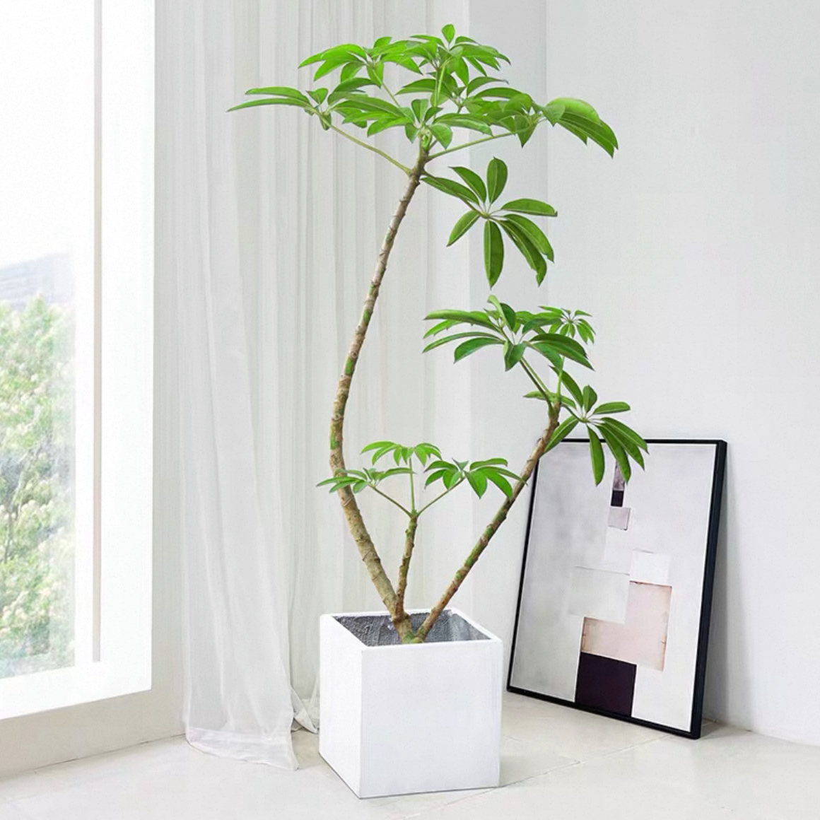 日本大叶伞保罗老桩绿植室内大植