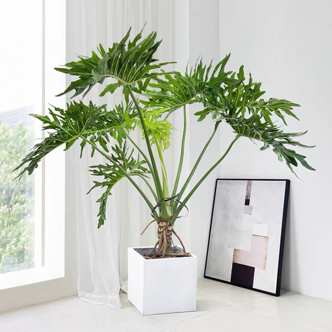 龙鳞春羽老桩盆栽 春雨柱喜林芋