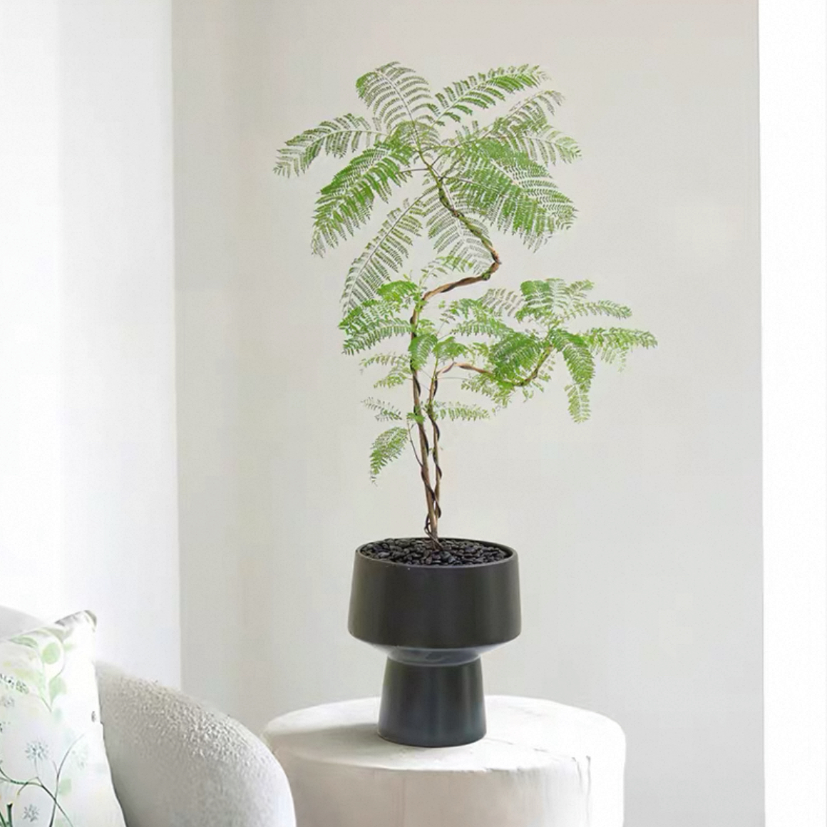 造型蓝花楹盆栽室内客厅茶几桌面