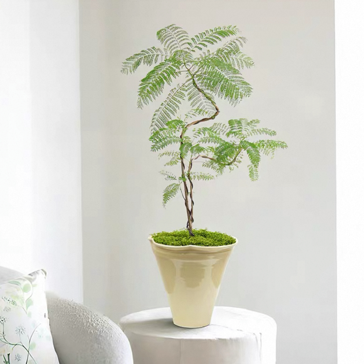 造型蓝花楹盆栽室内客厅茶几桌面