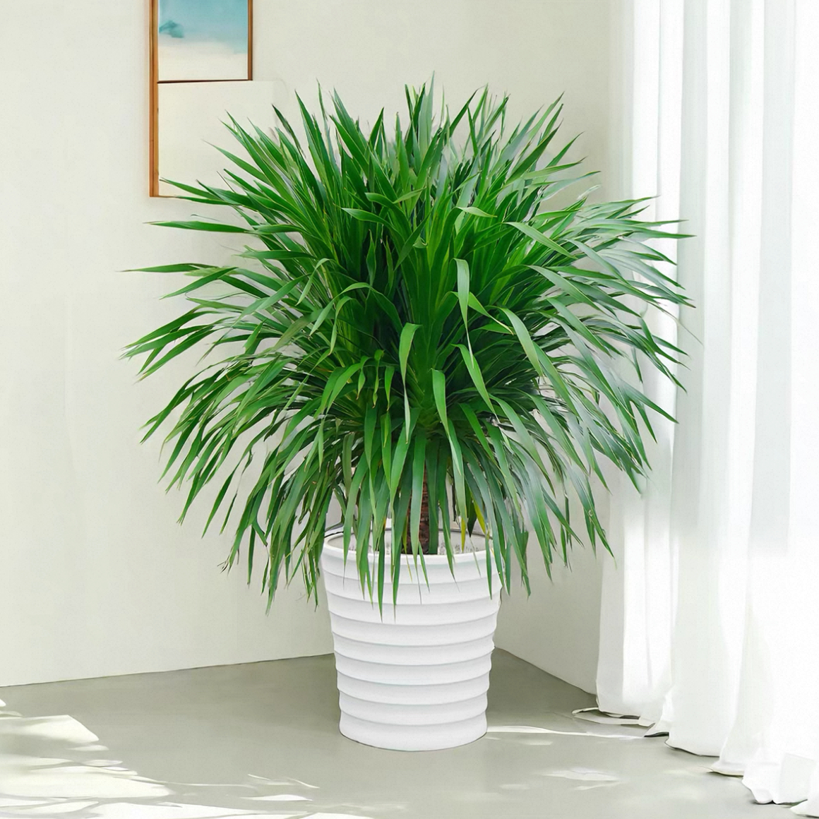 龙血树龙须树盆栽大型客厅多头绿