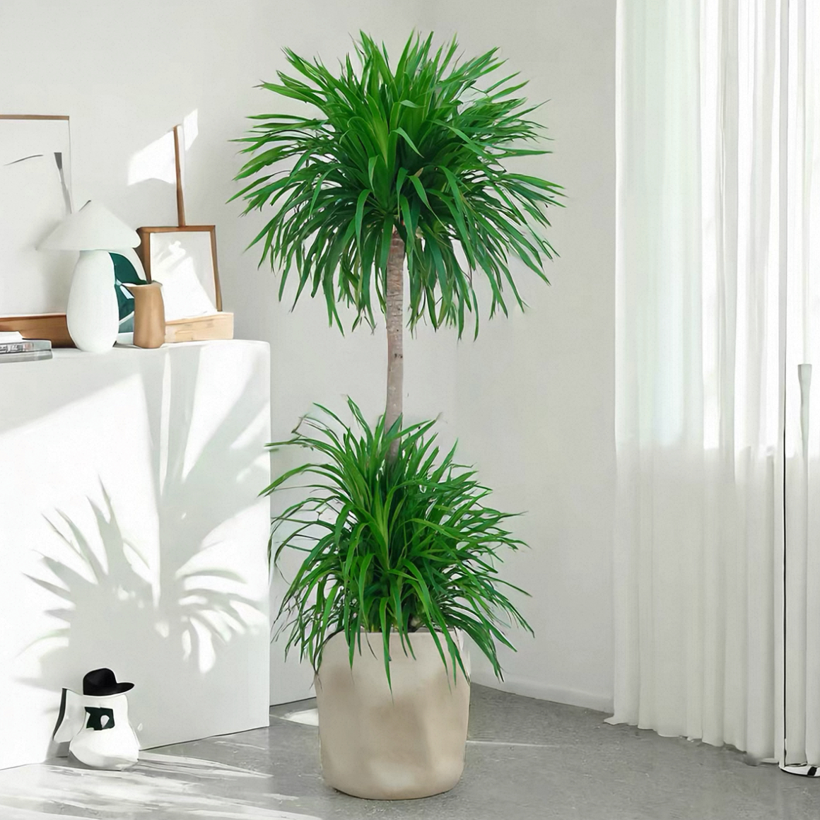 龙血树客厅绿植室内盆栽大型办公