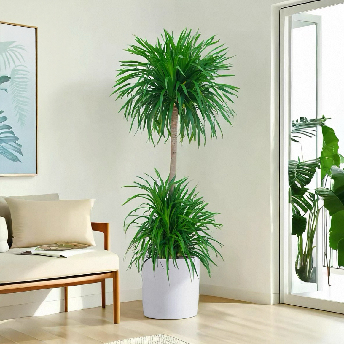 龙血树客厅绿植室内盆栽大型办公