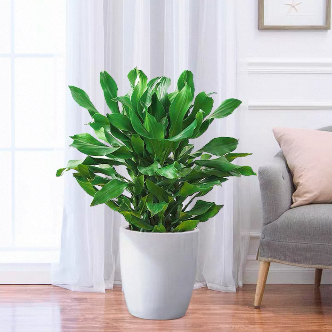 螺纹铁 盆栽 2015