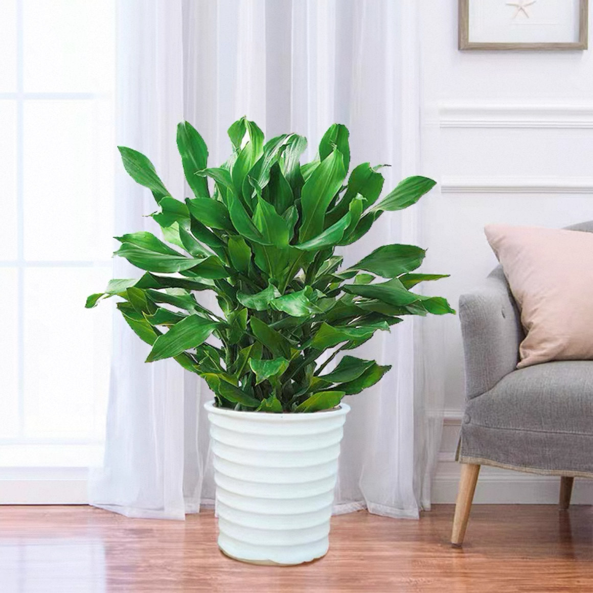 螺纹铁 盆栽 2015