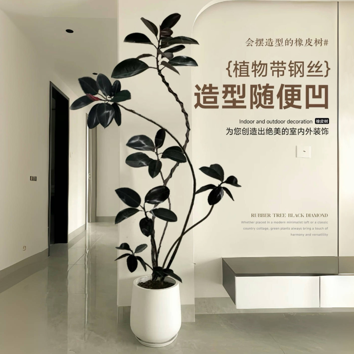 网红黑金刚橡皮树客厅大盆栽室内