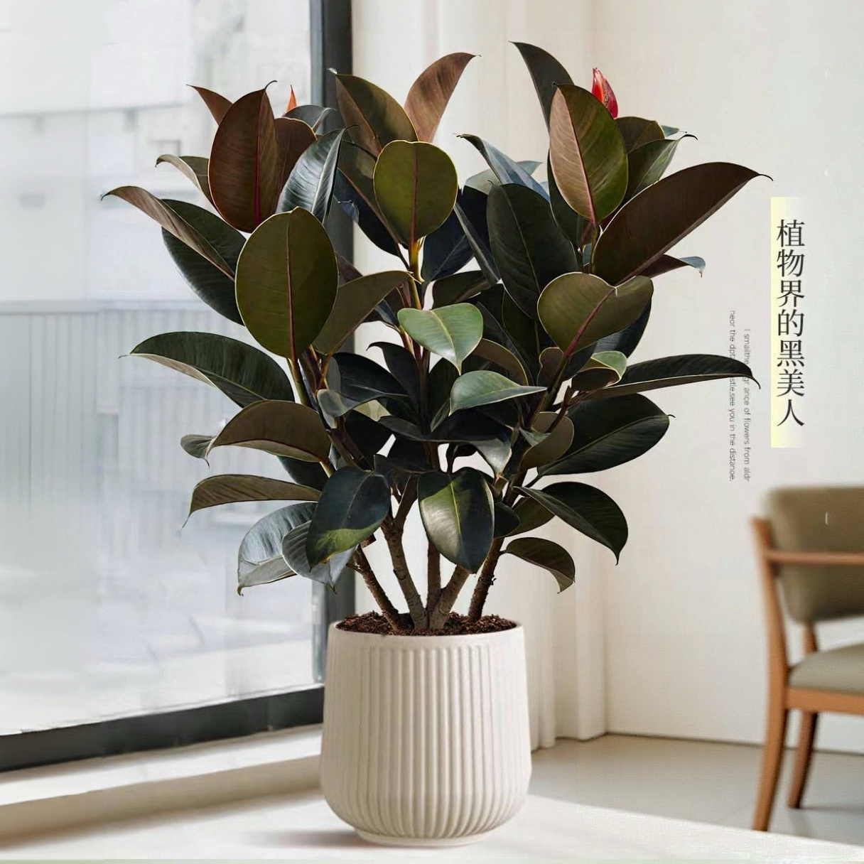 中号绿植黑金刚橡皮树客厅大盆栽