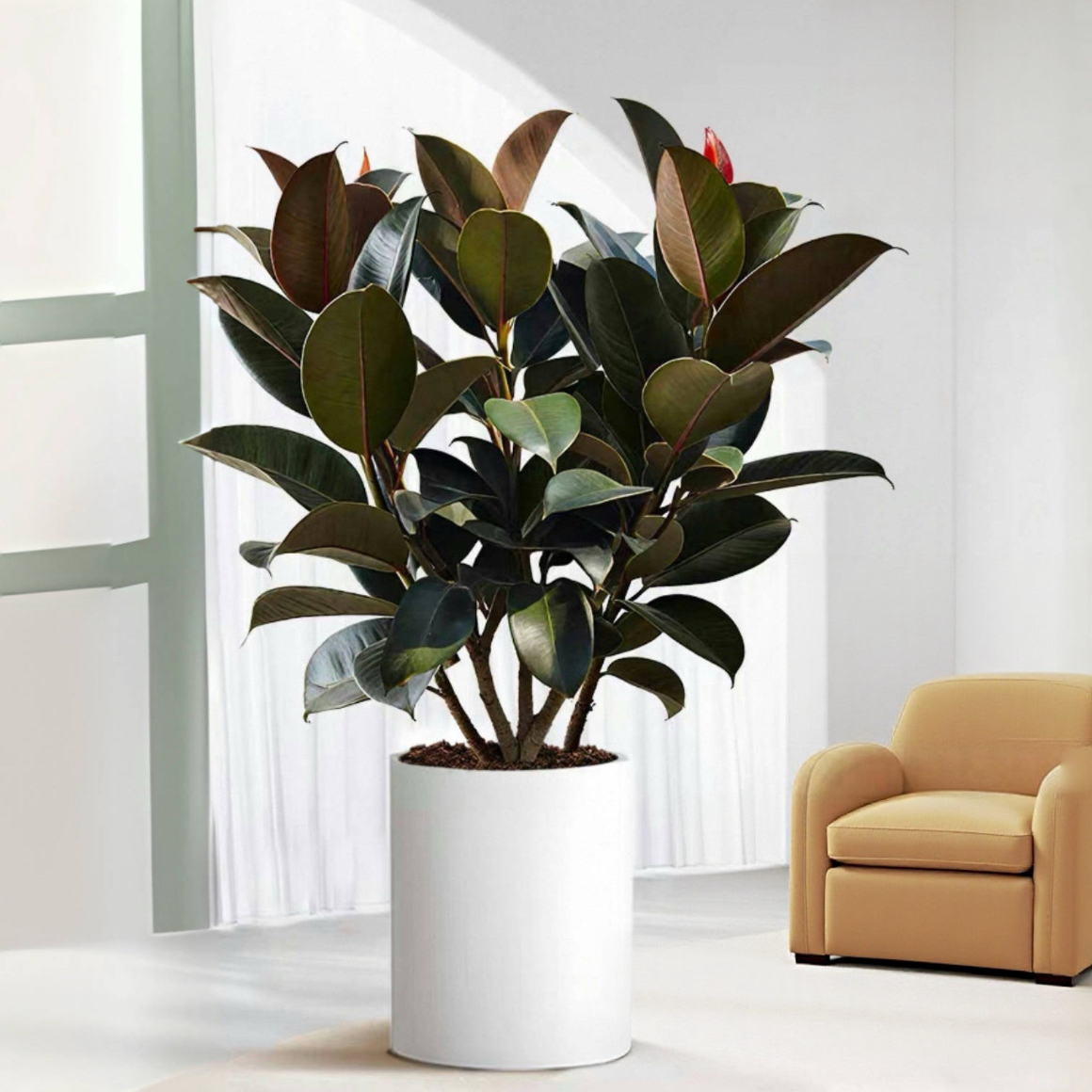 中号绿植黑金刚橡皮树客厅大盆栽