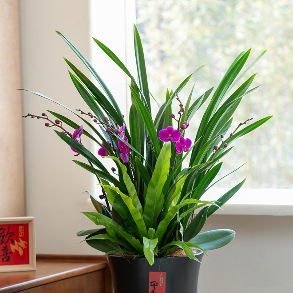 墨韵清欢/蝴蝶兰莫兰组合盆栽十