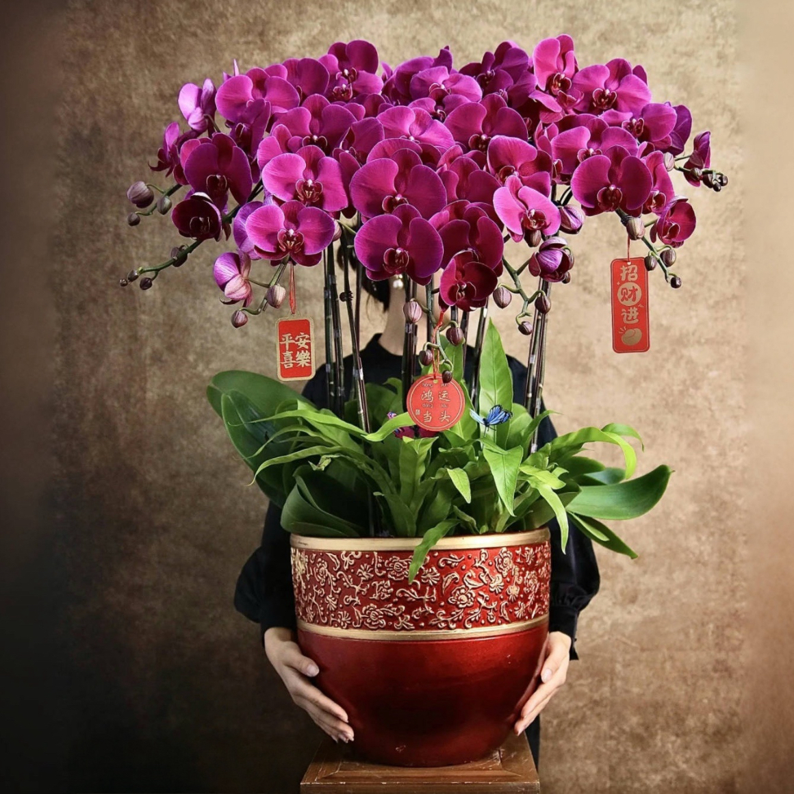 蝴蝶兰1510-08