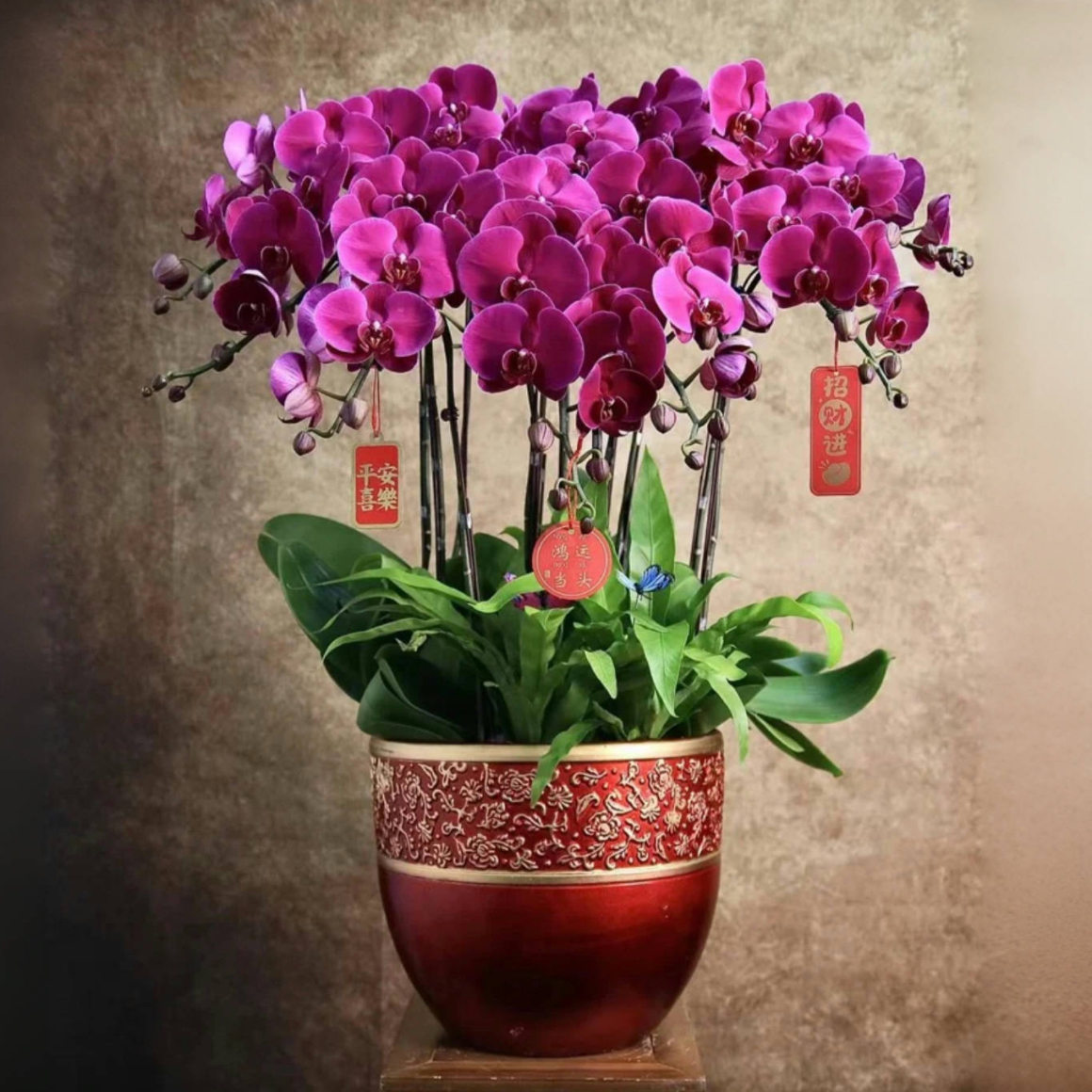 蝴蝶兰1510-08