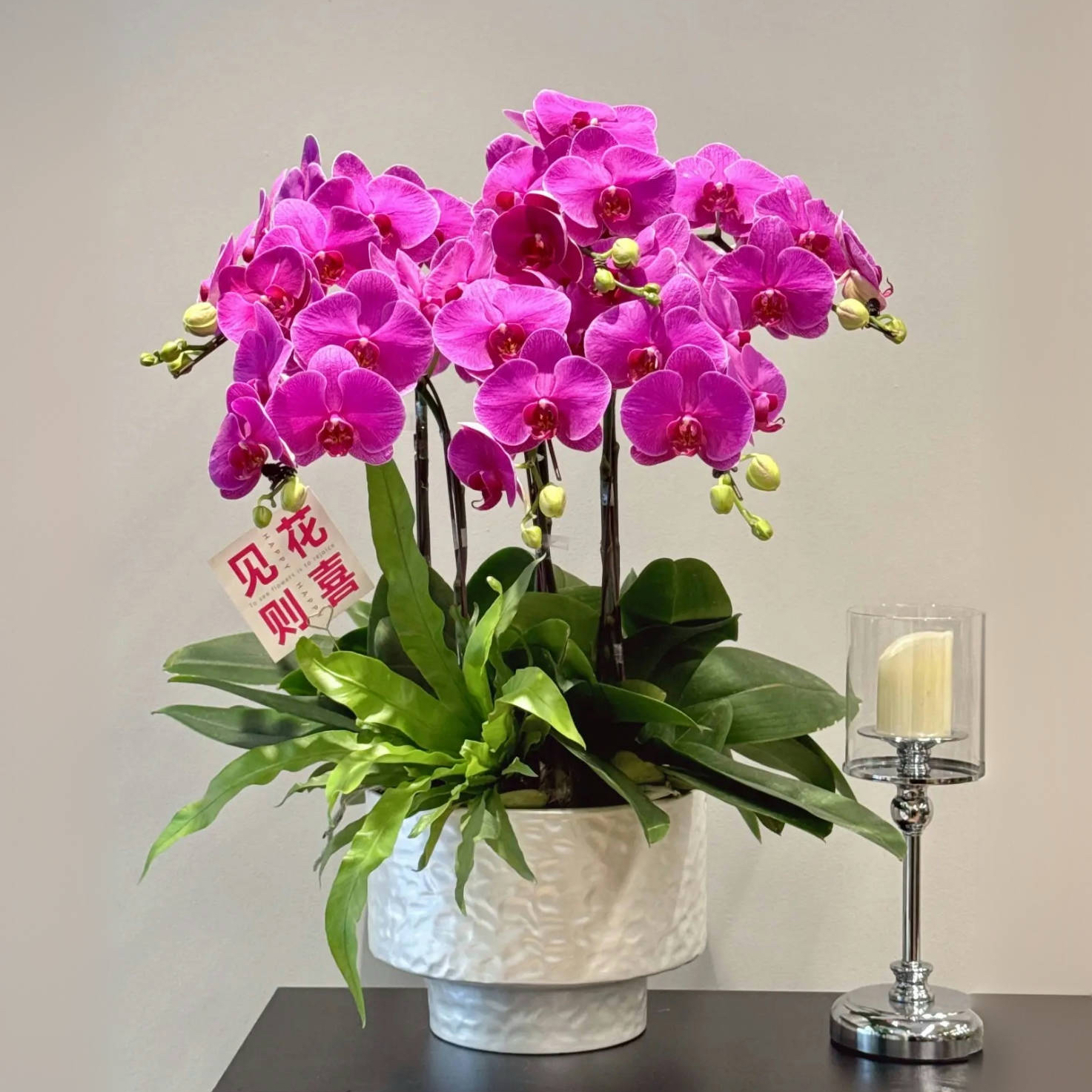 蝴蝶兰1506-04