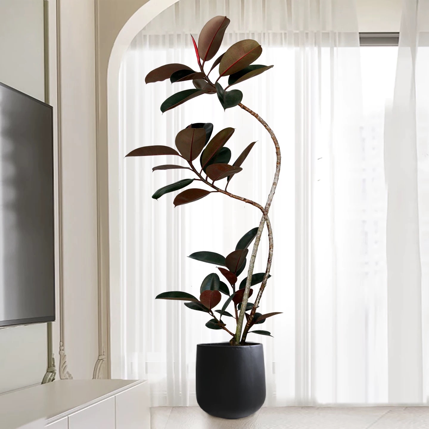 网红黑金刚橡皮树客厅大盆栽室内