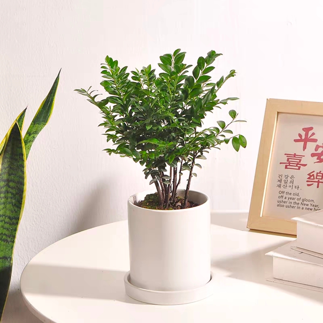 小叶紫檀造型盆栽细枝紫檀盆景盆