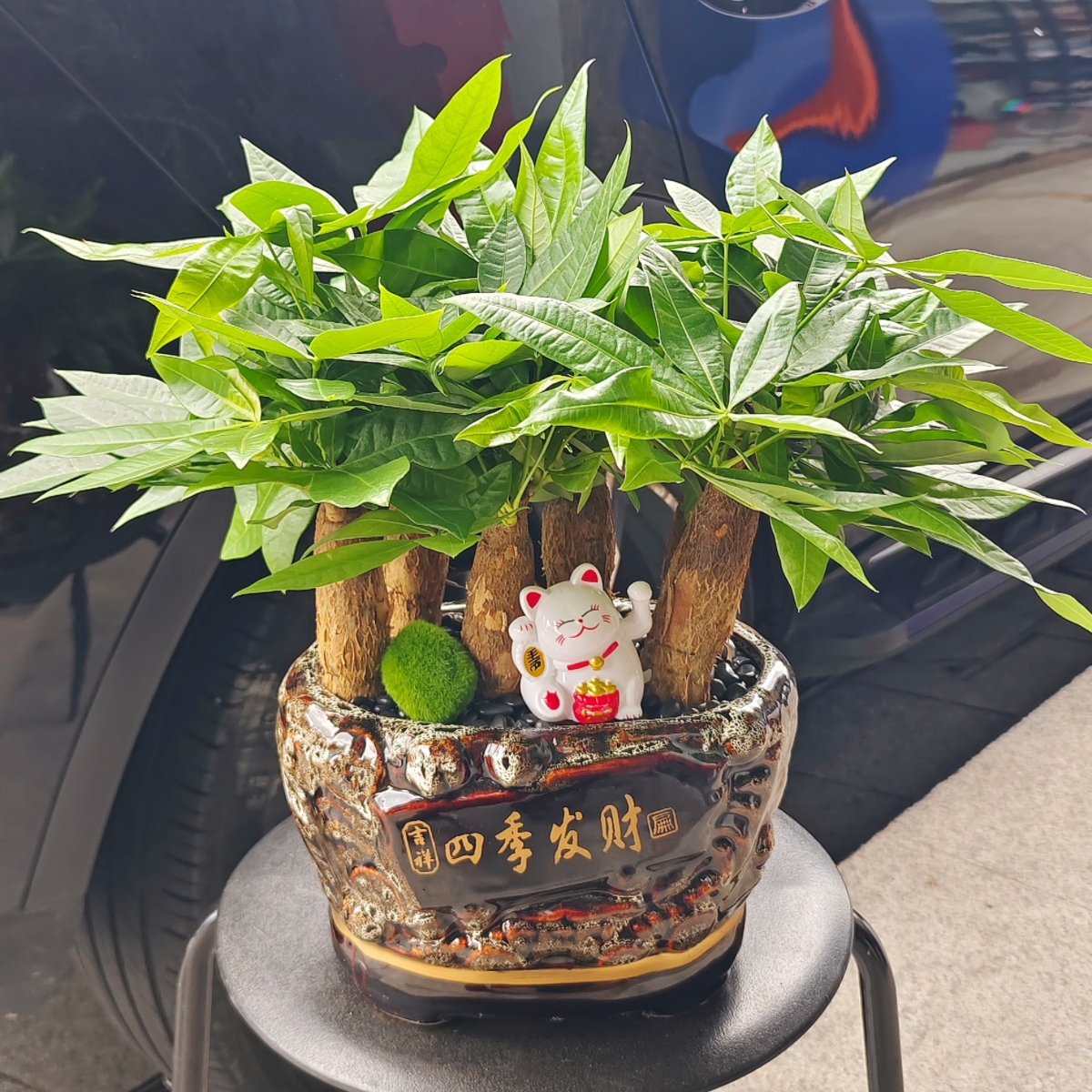 【六六大顺】六株发财树盆景前台