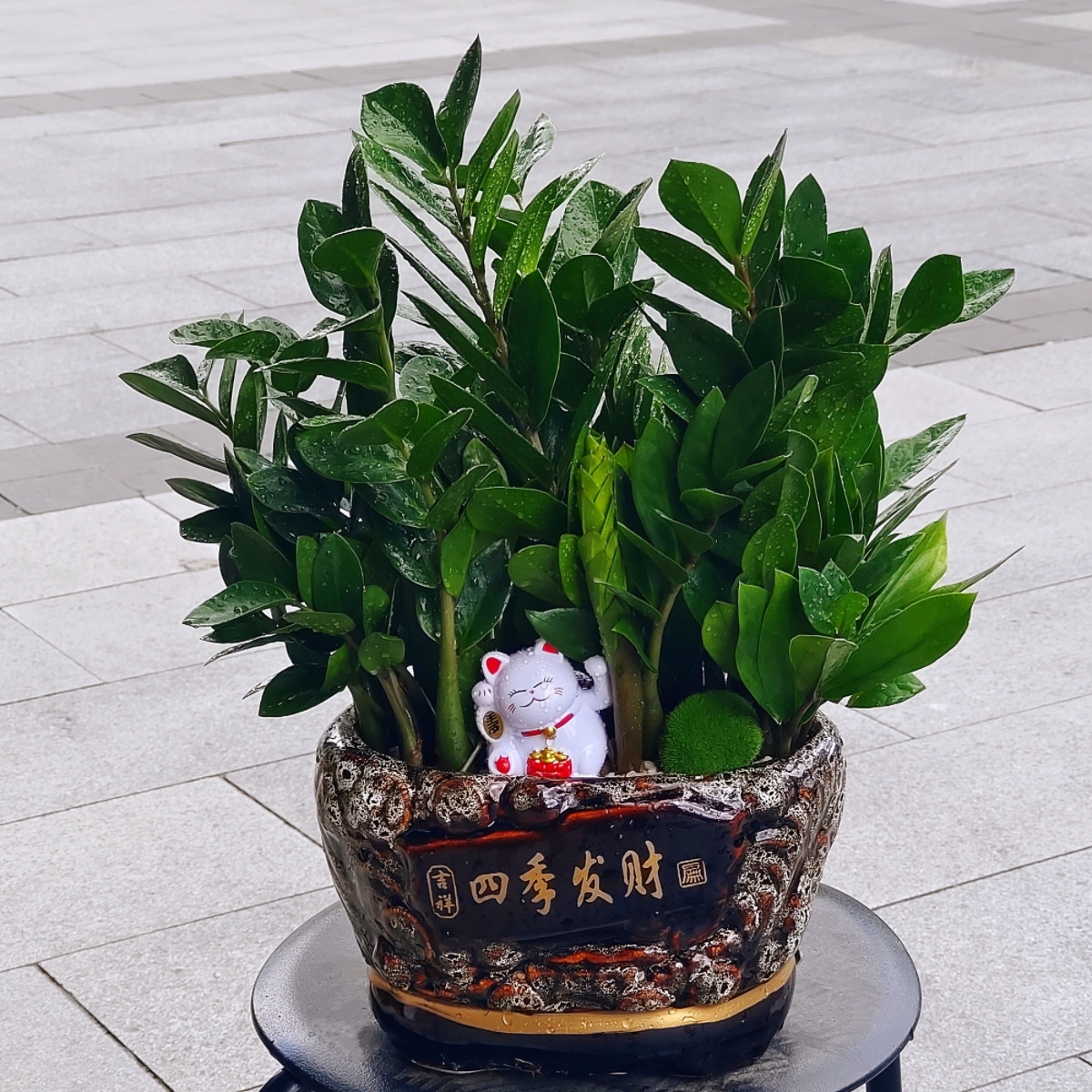 金钱树盆景前台盆栽财源广进植物