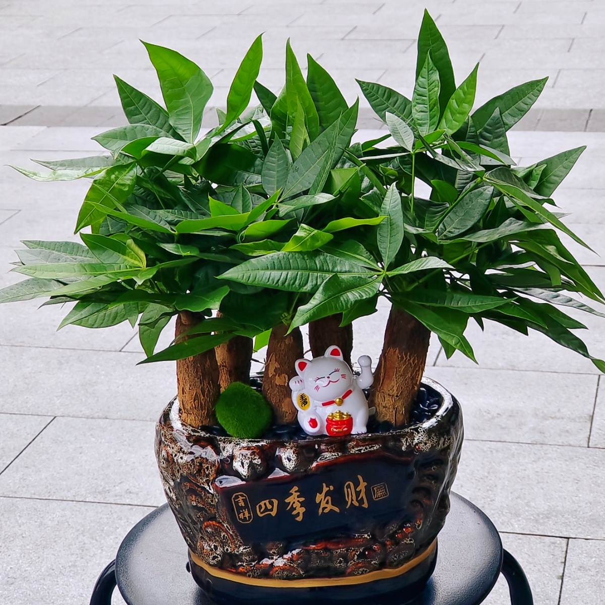 【六六大顺】六株发财树盆景前台