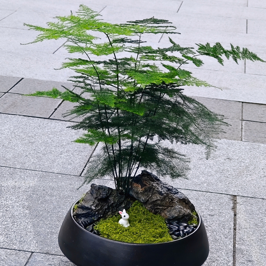 文竹室内造景小盆栽云竹盆景四季