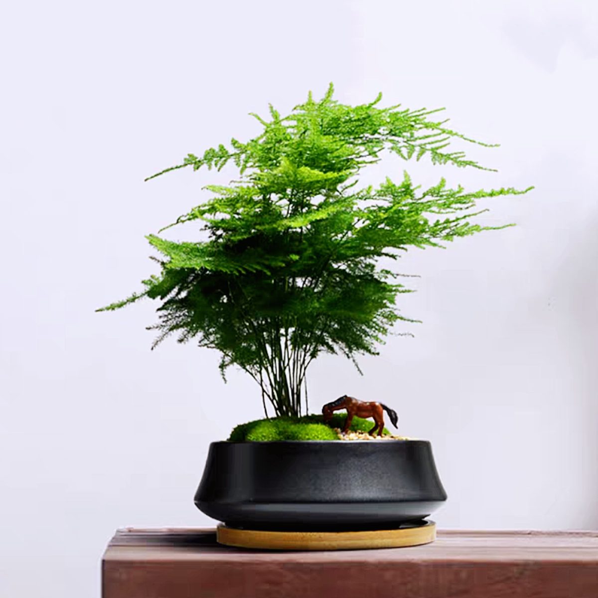文竹室内造景小盆栽云竹盆景四季