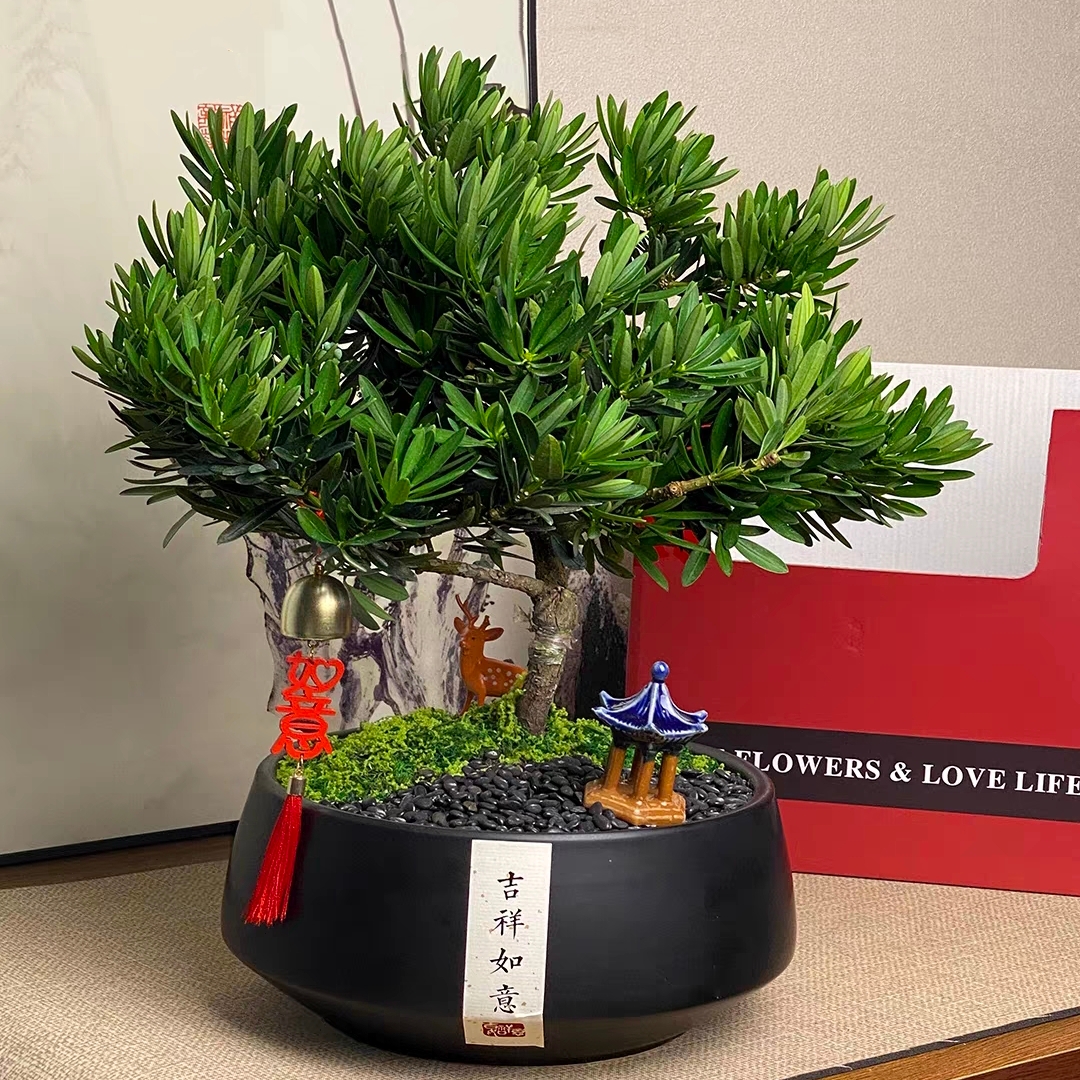 日本罗汉松盆景