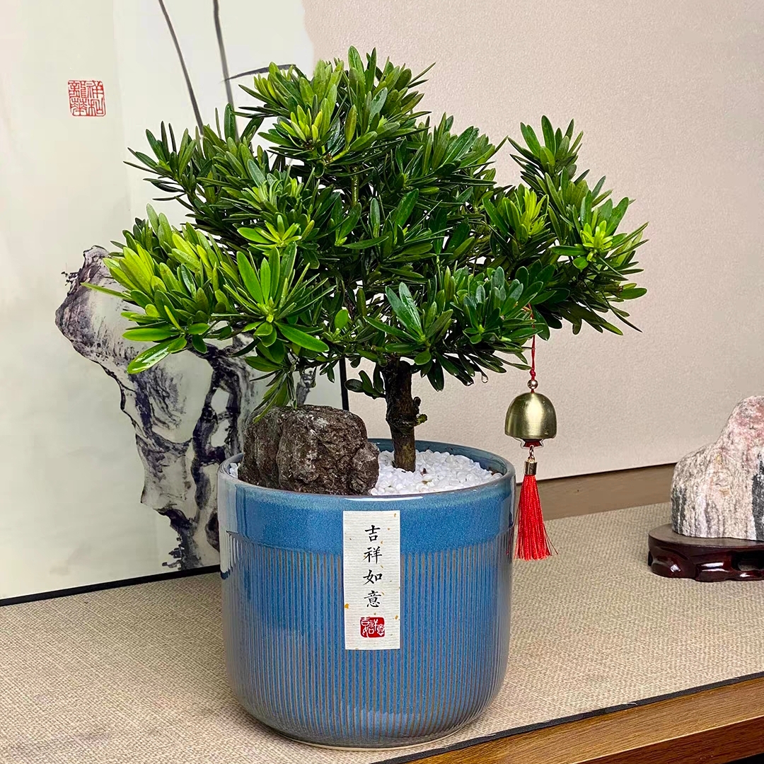 日本罗汉松盆景