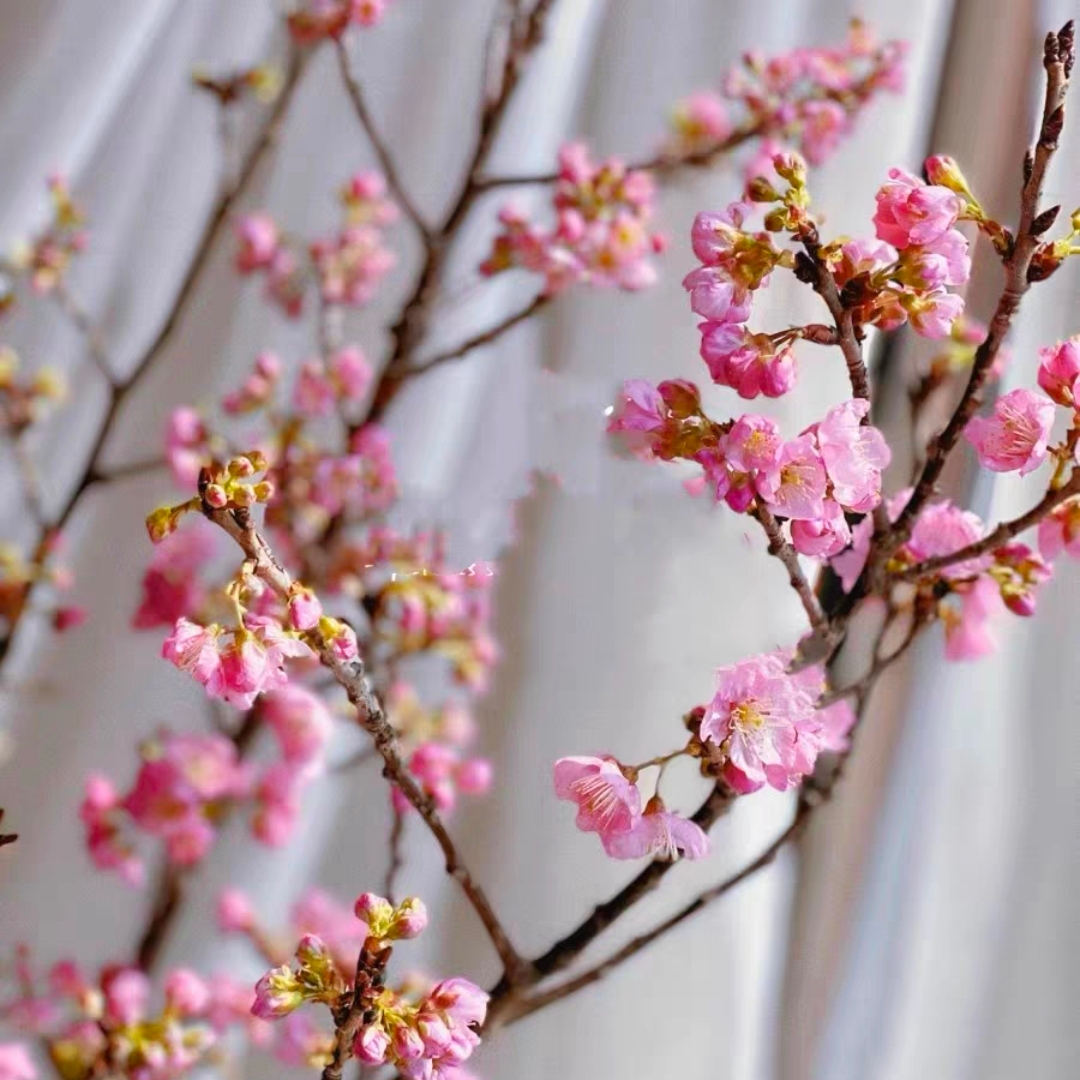 樱花粉色樱花1扎2-3枝鲜切花