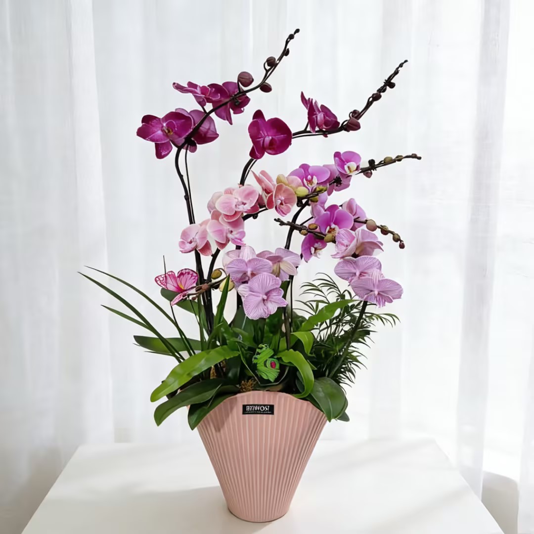 蝴蝶兰盆栽彩色蝴蝶兰组合盆栽送
