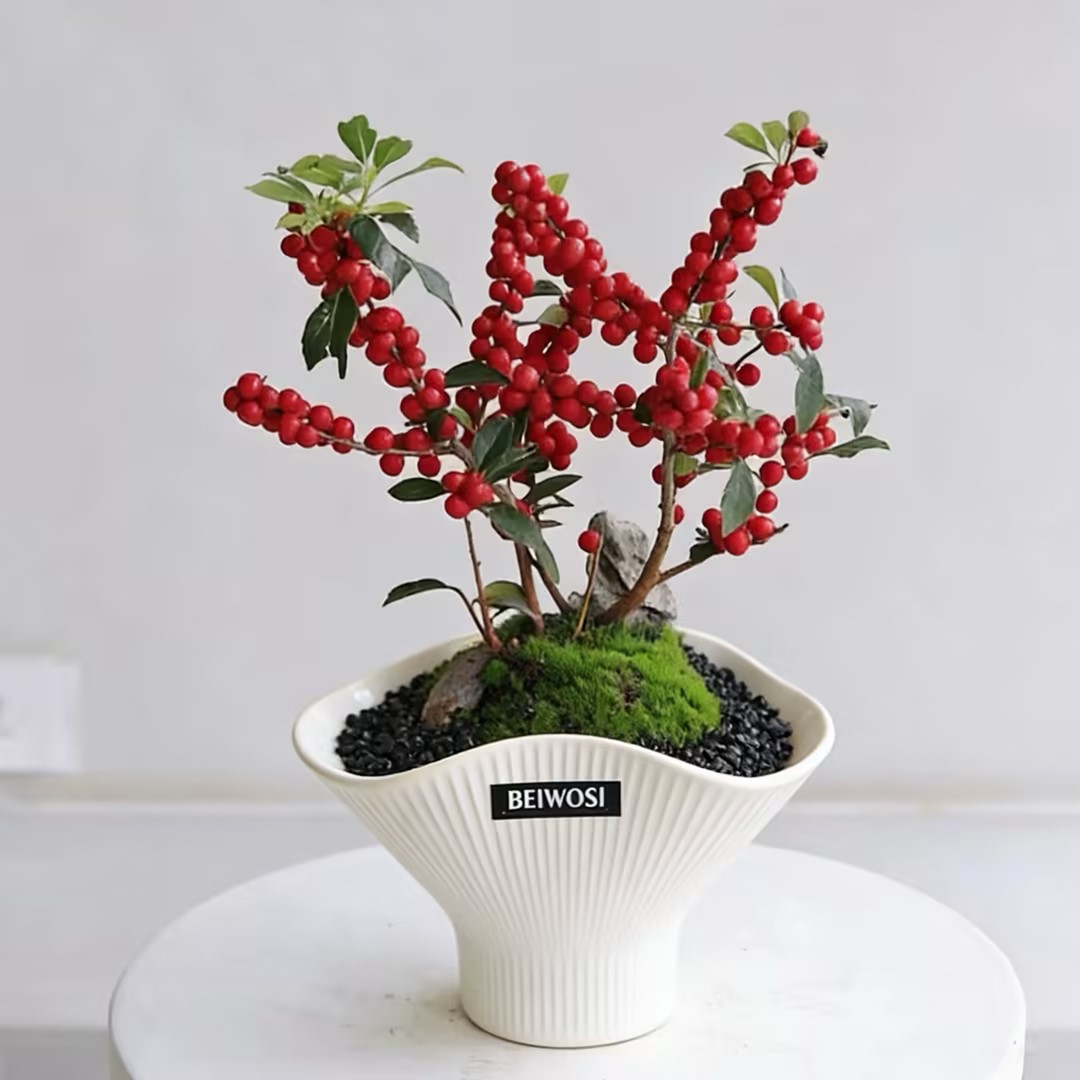 北美冬青盆栽办公室桌面绿植客厅