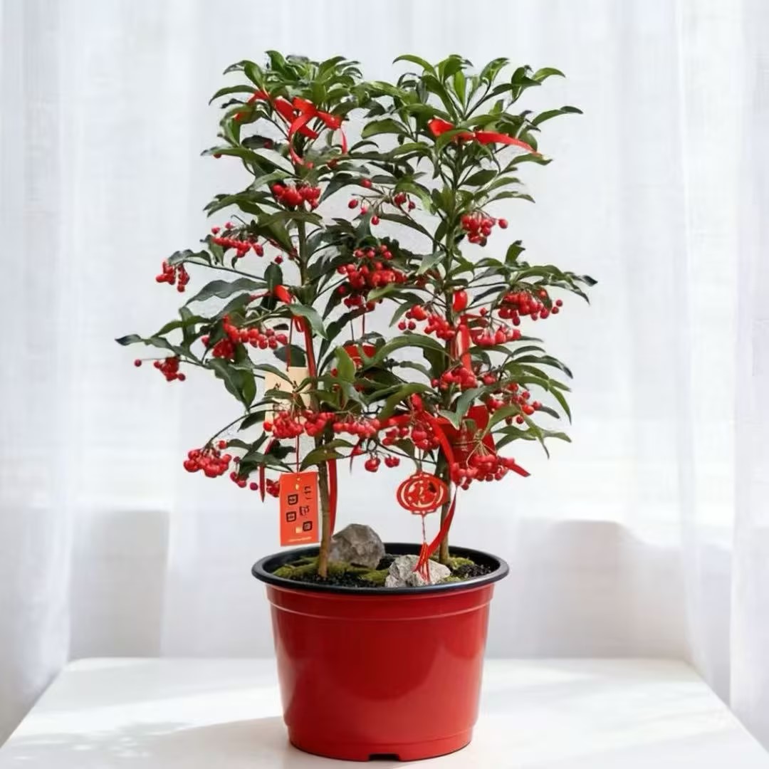 富贵籽2株 喜庆花卉盆栽