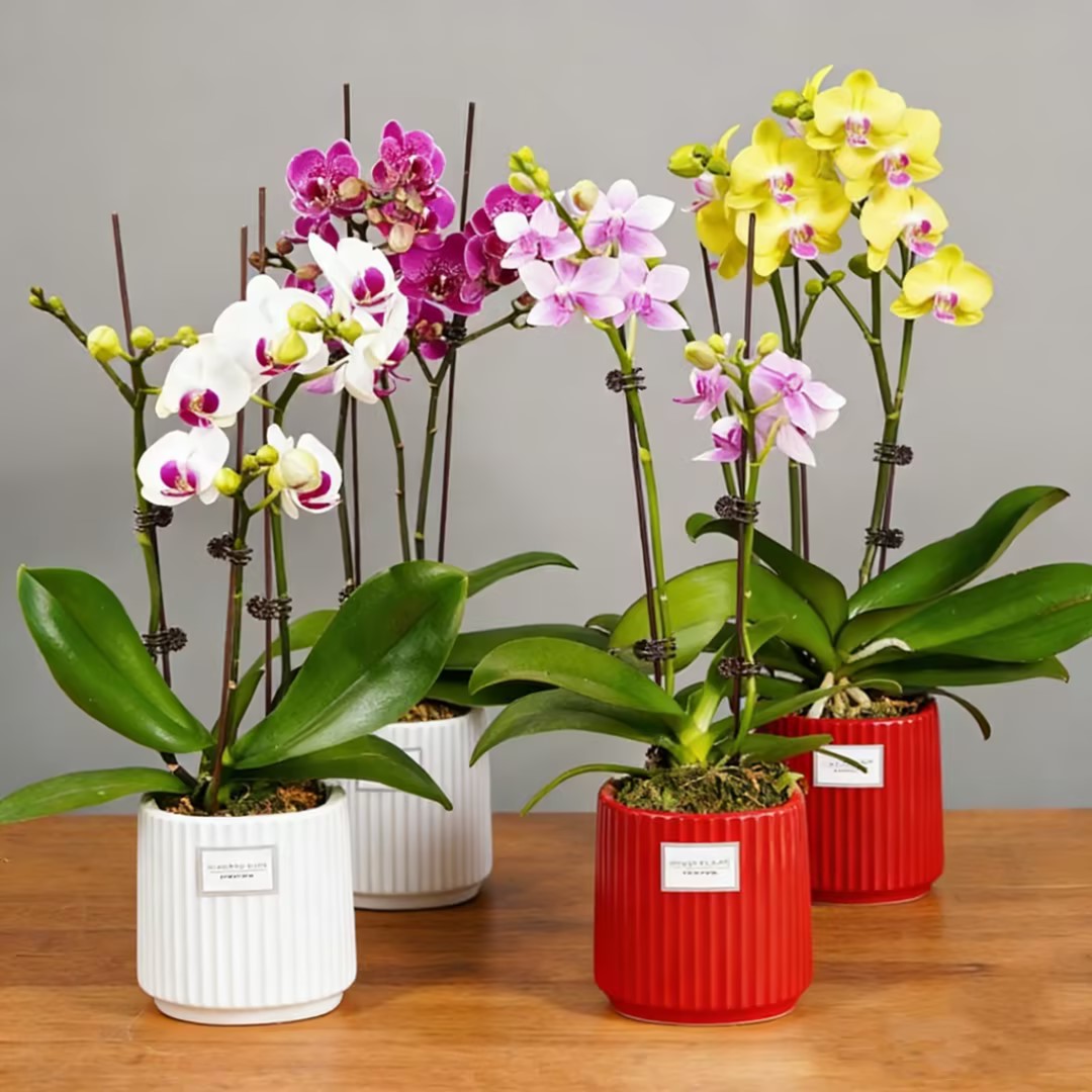 蝴蝶兰 1502-01 迷你蝴