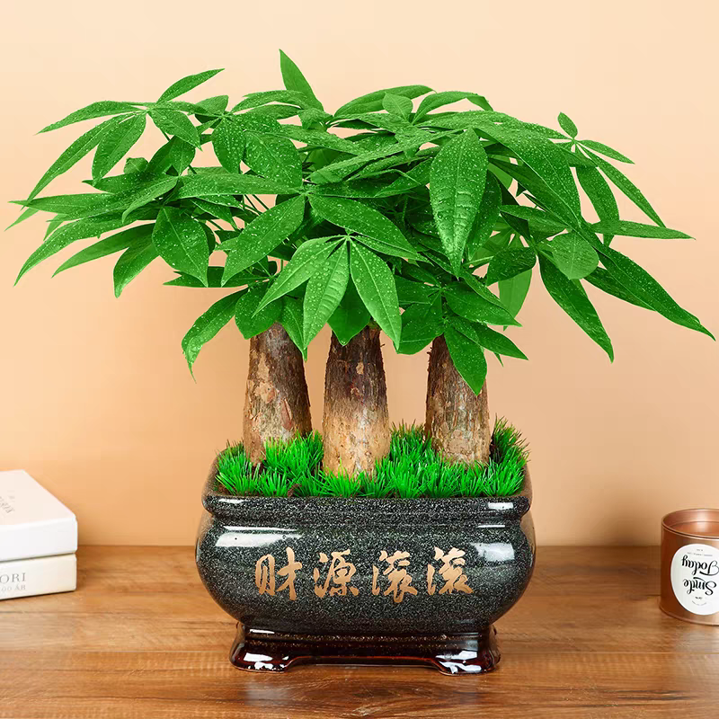 大号三株发财树盆景桌面前台花卉